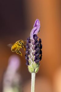 pexels stuart robinson 461411873 34046516